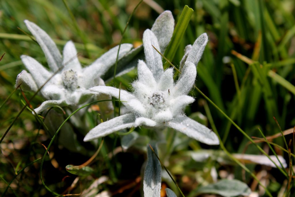 Leontopodium alpinum